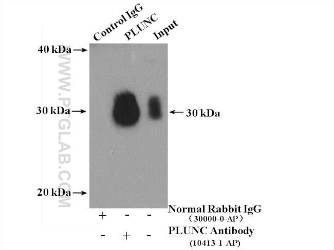 PLUNC Antibody in Immunoprecipitation (IP)