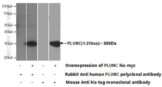 PLUNC Antibody in Western Blot (WB)