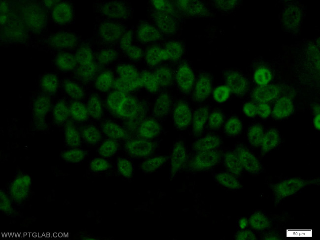 BCAS2 Antibody in Immunocytochemistry (ICC/IF)