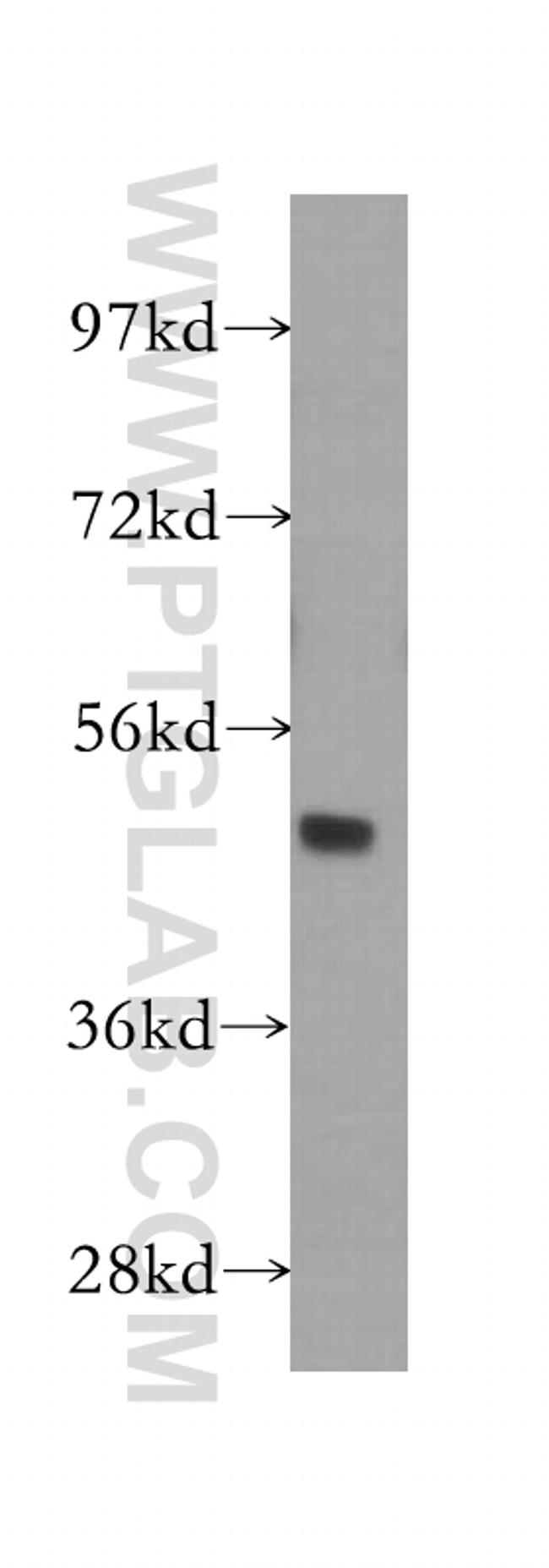 GATA3 Antibody in Western Blot (WB)