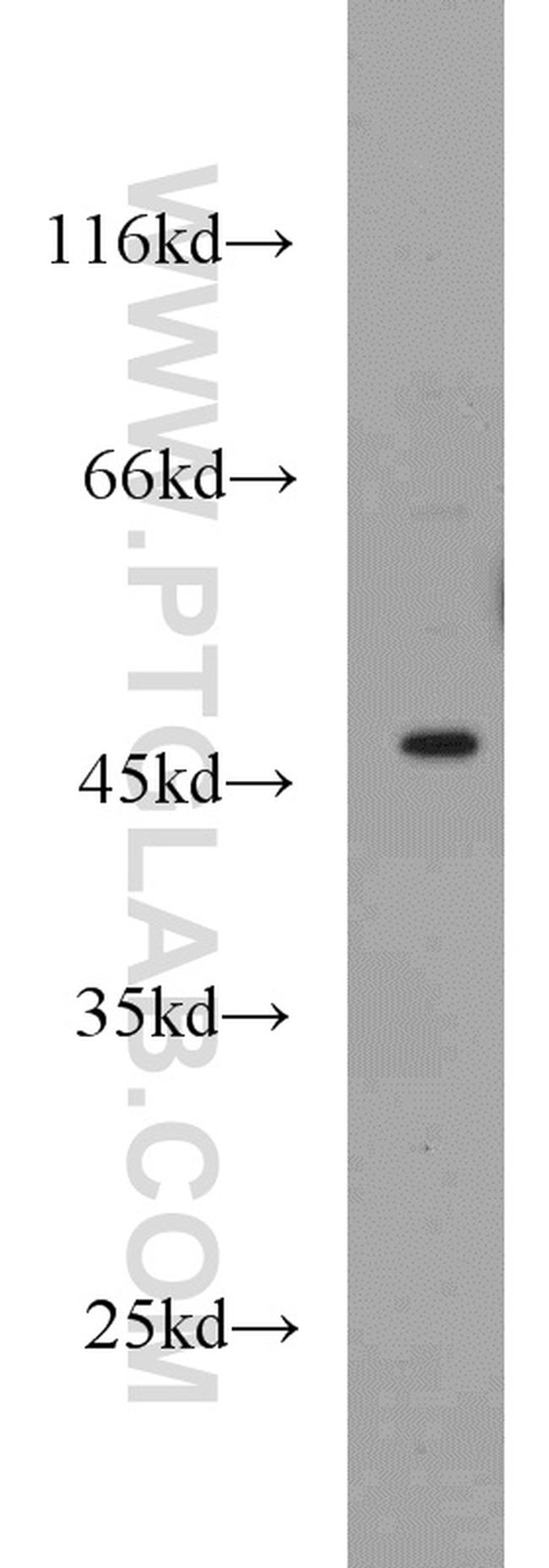 GATA3 Antibody in Western Blot (WB)