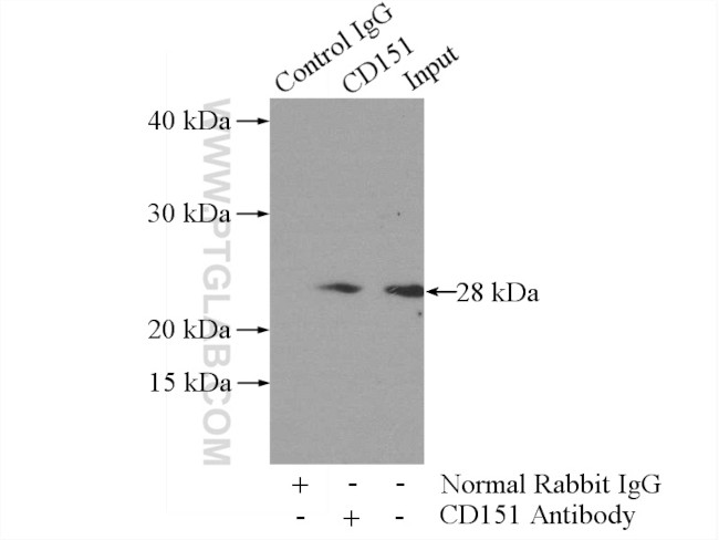 CD151 Antibody in Immunoprecipitation (IP)