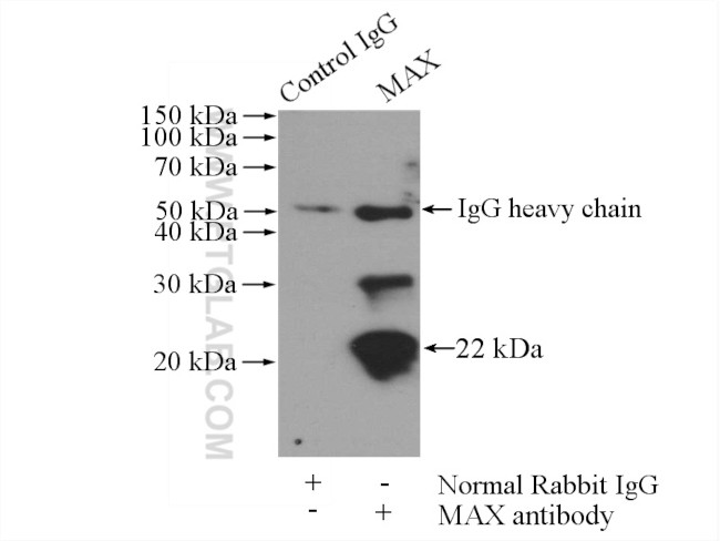 MAX Antibody in Immunoprecipitation (IP)