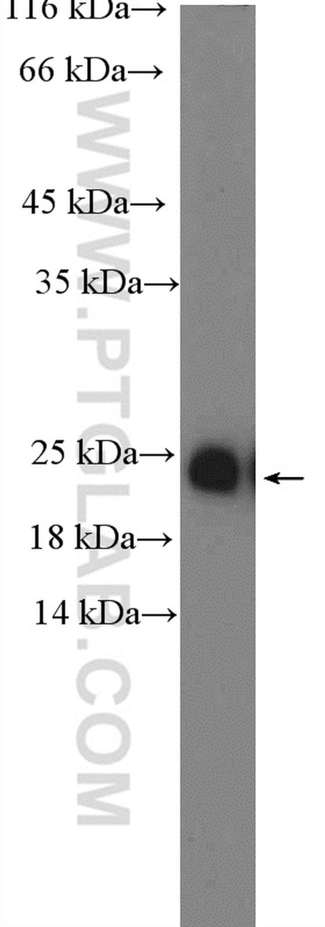 MAX Antibody in Western Blot (WB)