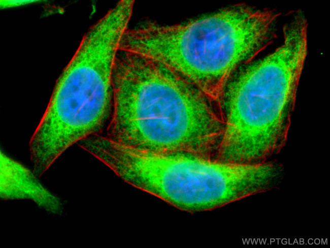 Calnexin Antibody in Immunocytochemistry (ICC/IF)