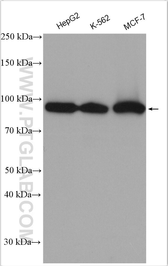 Calnexin Antibody in Western Blot (WB)