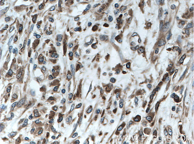 Calnexin Antibody in Immunohistochemistry (Paraffin) (IHC (P))