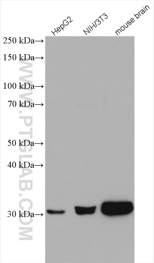 CDK5 Antibody in Western Blot (WB)