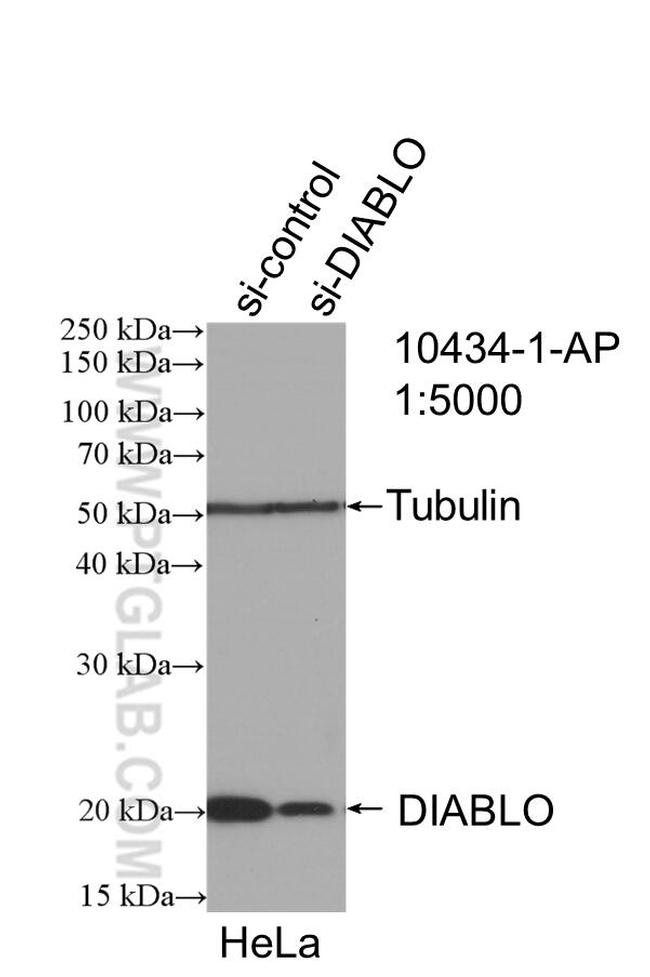 DIABLO Antibody in Western Blot (WB)