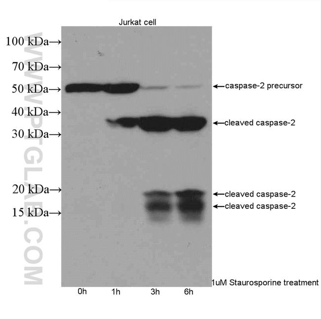 Caspase 2/p18 Antibody in Western Blot (WB)