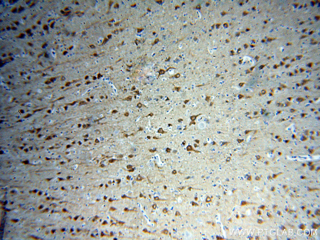 Neurogranin Antibody in Immunohistochemistry (Paraffin) (IHC (P))