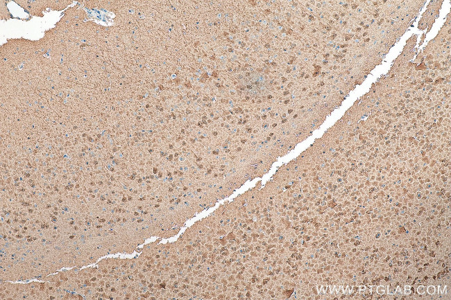 Neurogranin Antibody in Immunohistochemistry (Paraffin) (IHC (P))