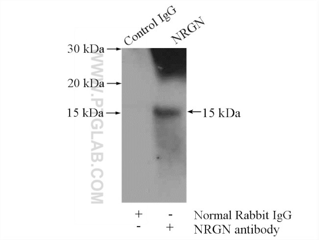 Neurogranin Antibody in Immunoprecipitation (IP)