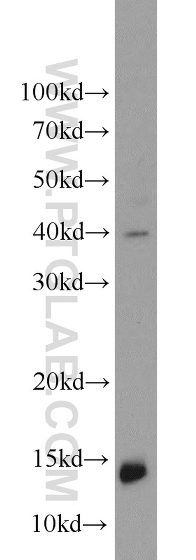 Neurogranin Antibody in Western Blot (WB)