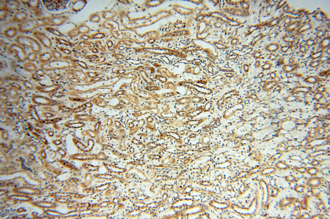 Neurogranin Antibody in Immunohistochemistry (Paraffin) (IHC (P))