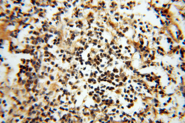 Neurogranin Antibody in Immunohistochemistry (Paraffin) (IHC (P))