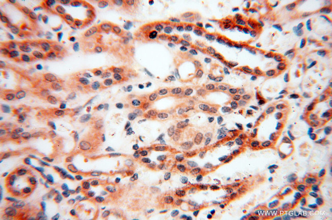 Neurogranin Antibody in Immunohistochemistry (Paraffin) (IHC (P))