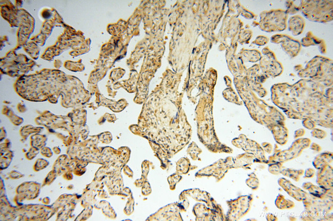 Neurogranin Antibody in Immunohistochemistry (Paraffin) (IHC (P))