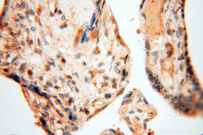 Neurogranin Antibody in Immunohistochemistry (Paraffin) (IHC (P))