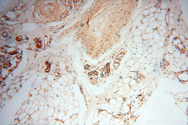 Neurogranin Antibody in Immunohistochemistry (Paraffin) (IHC (P))