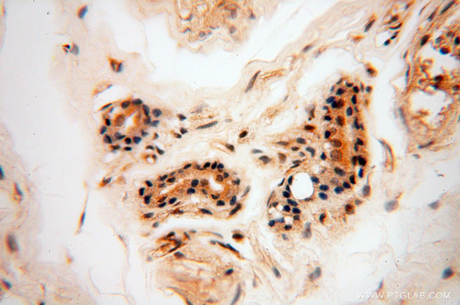 Neurogranin Antibody in Immunohistochemistry (Paraffin) (IHC (P))