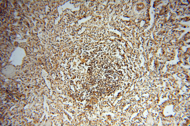 Neurogranin Antibody in Immunohistochemistry (Paraffin) (IHC (P))