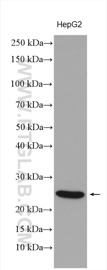 NGFRAP1 Antibody in Western Blot (WB)