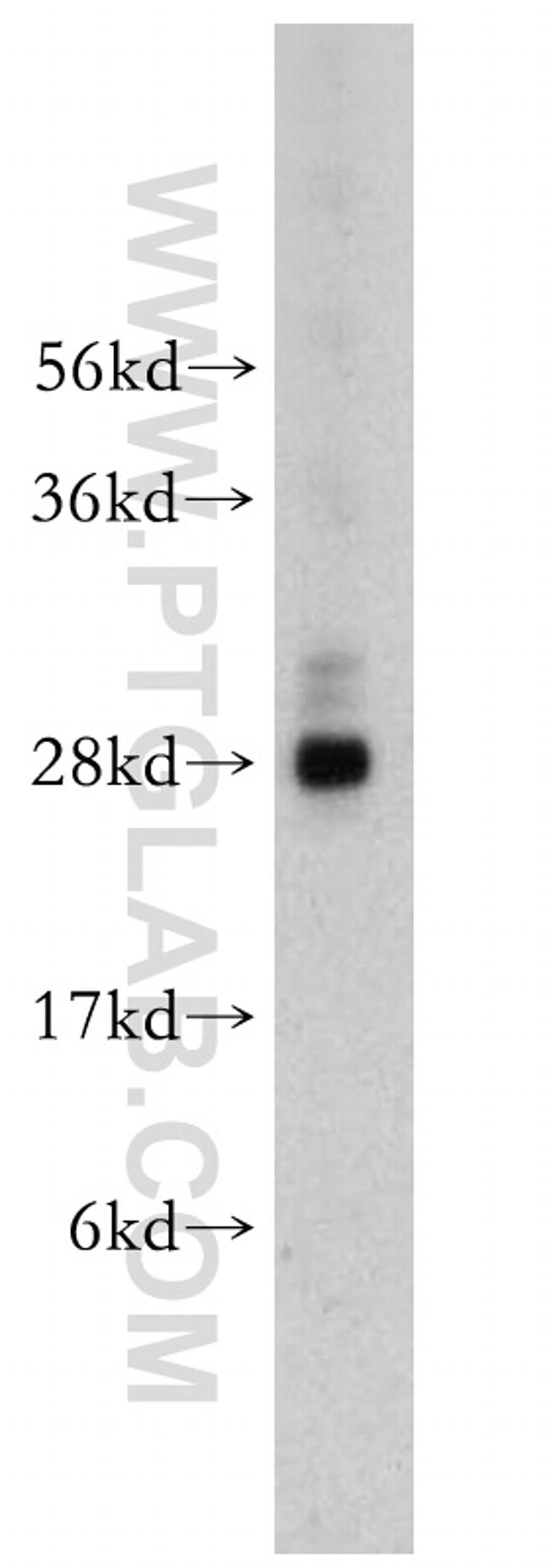 NGFRAP1 Antibody in Western Blot (WB)