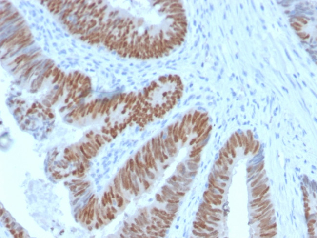 CDX2/Caudal Type Homeobox 2 Antibody in Immunohistochemistry (Paraffin) (IHC (P))