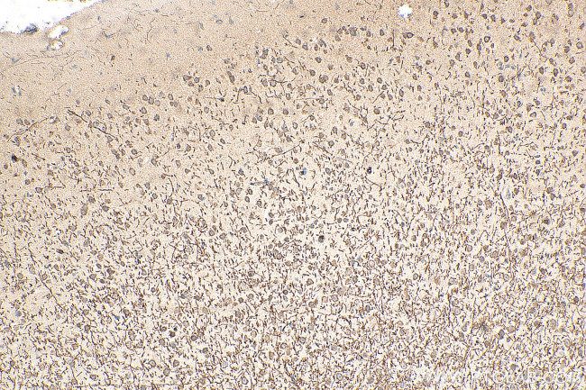 Myelin basic protein Antibody in Immunohistochemistry (Paraffin) (IHC (P))