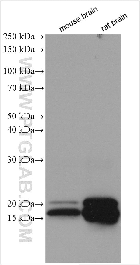 Myelin basic protein Antibody in Western Blot (WB)