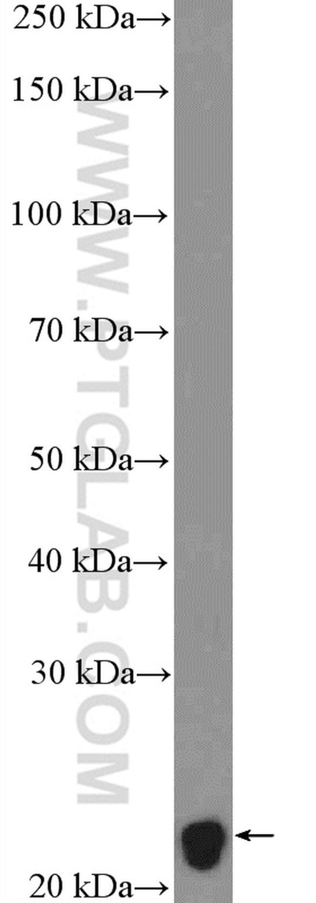 Myelin basic protein Antibody in Western Blot (WB)