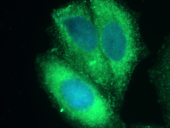 CXCL14 Antibody in Immunocytochemistry (ICC/IF)