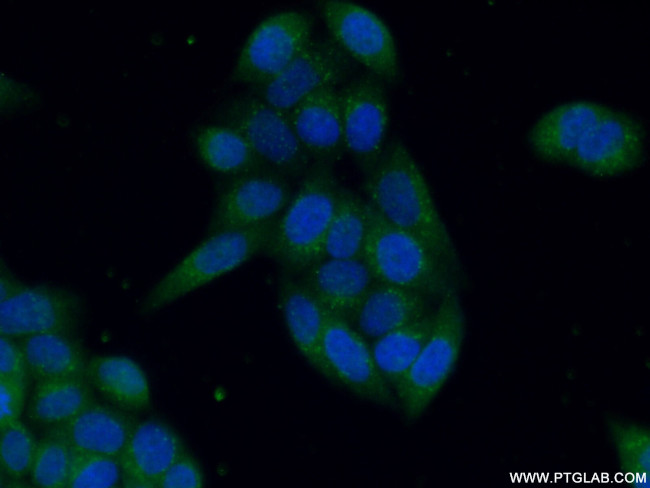 PTPN23 Antibody in Immunocytochemistry (ICC/IF)