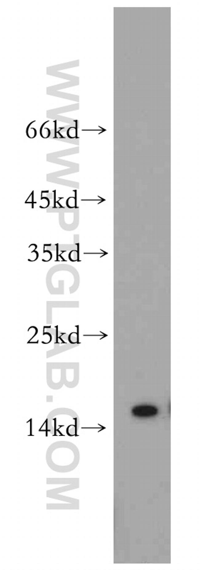 TCL1A Antibody in Western Blot (WB)