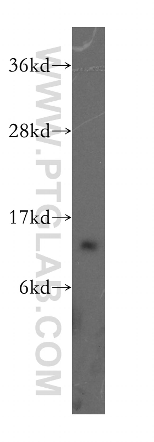 TCL1A Antibody in Western Blot (WB)