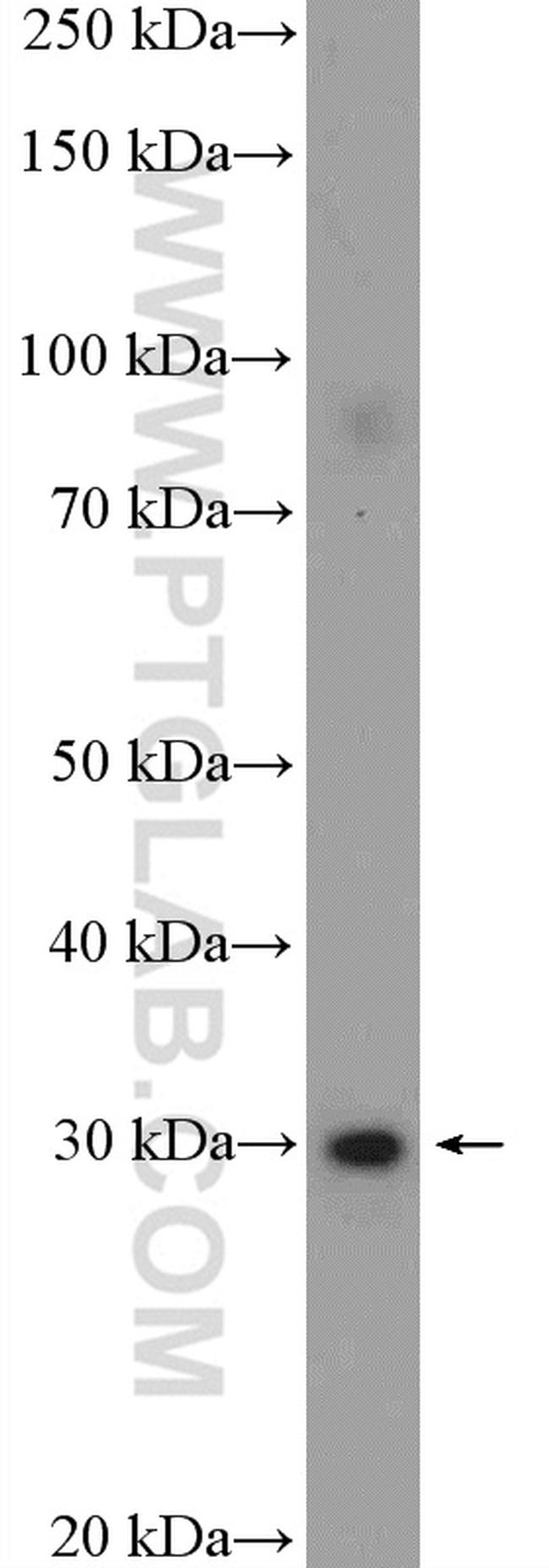 CHMP2A Antibody in Western Blot (WB)