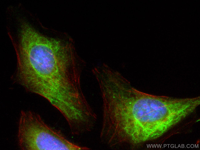 Annexin A11 Antibody in Immunocytochemistry (ICC/IF)