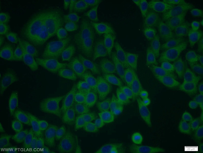 Annexin A11 Antibody in Immunocytochemistry (ICC/IF)