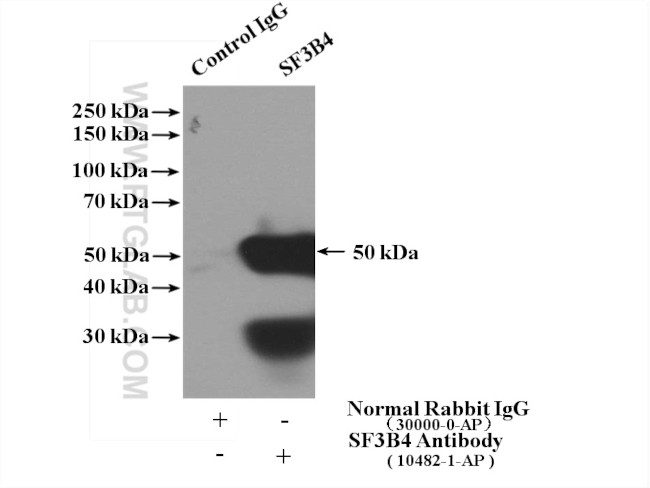SF3B4 Antibody in Immunoprecipitation (IP)