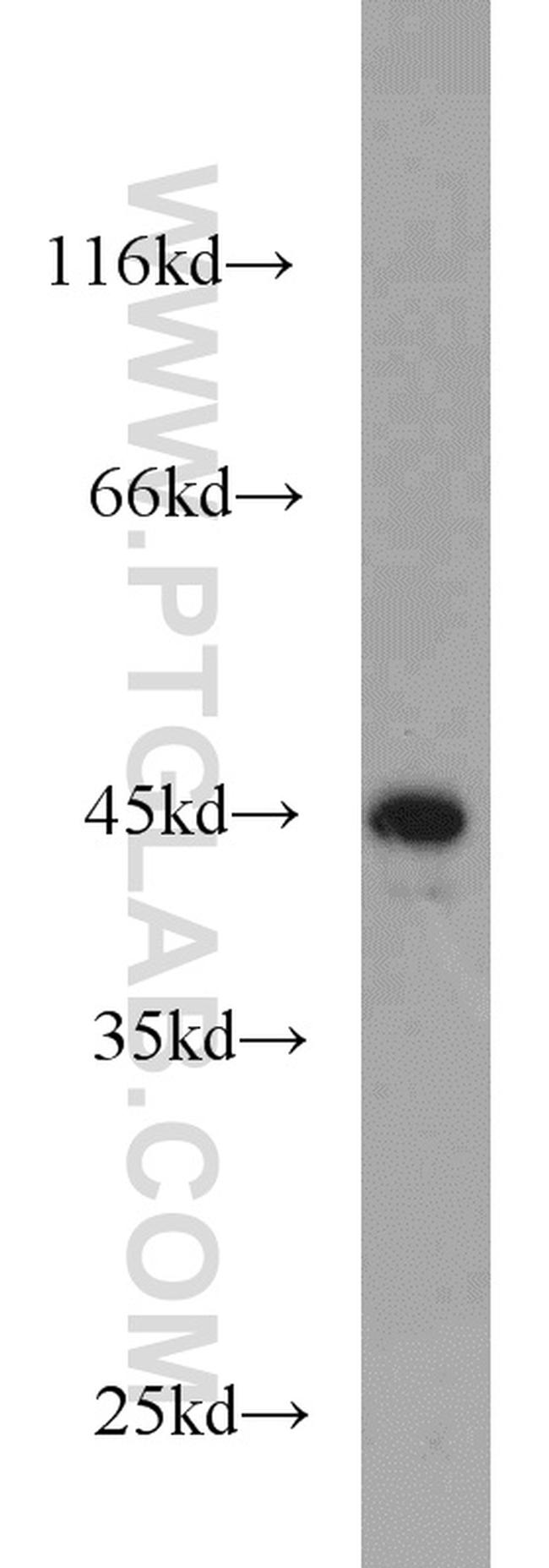 JUNB Antibody in Western Blot (WB)