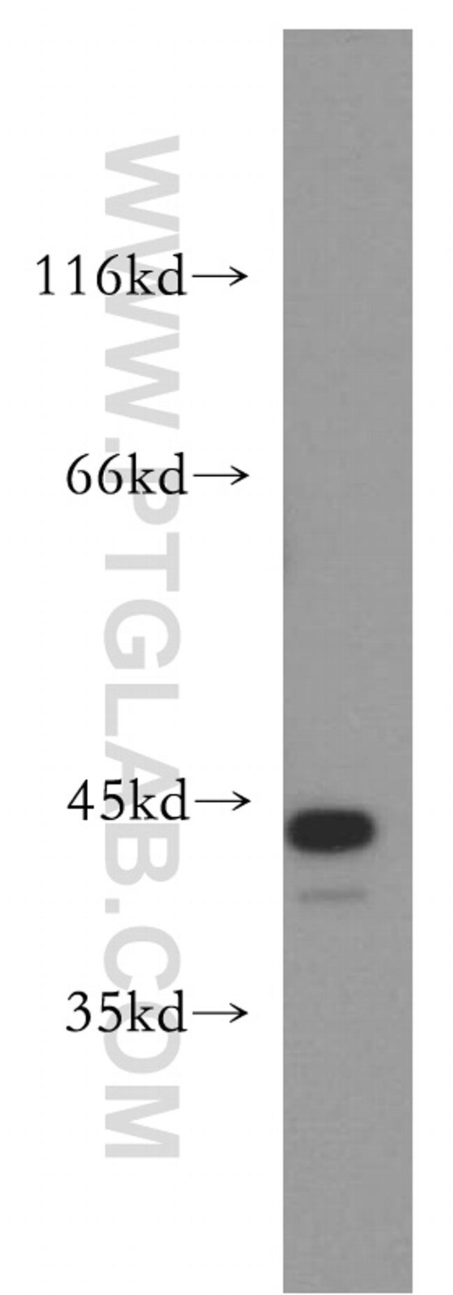 JUNB Antibody in Western Blot (WB)