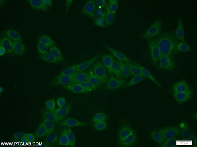 STARD5 Antibody in Immunocytochemistry (ICC/IF)