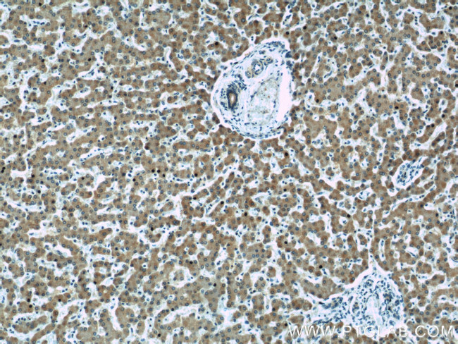 STARD5 Antibody in Immunohistochemistry (Paraffin) (IHC (P))