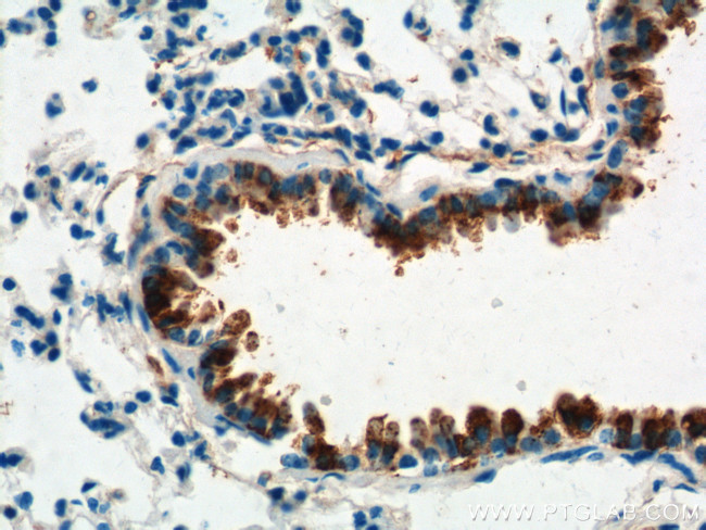 Uteroglobin Antibody in Immunohistochemistry (Paraffin) (IHC (P))