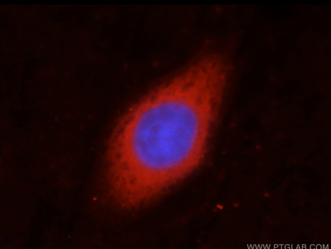 GAPDH Antibody in Immunocytochemistry (ICC/IF)