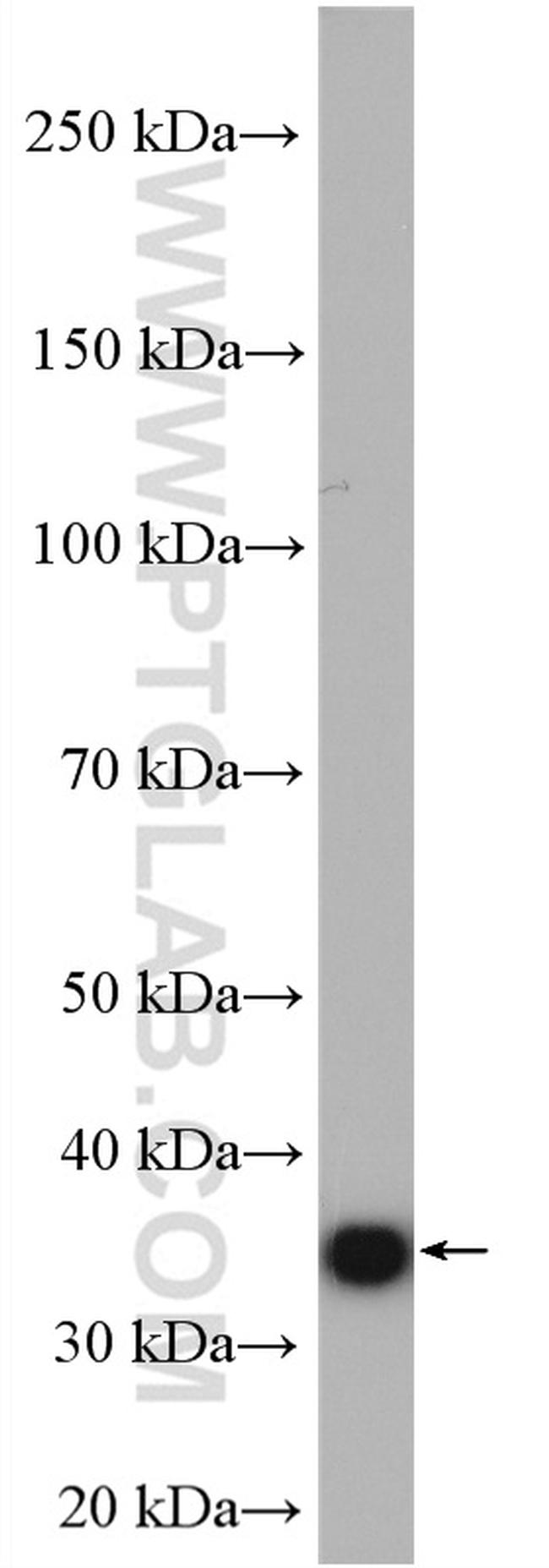 GAPDH Antibody in Western Blot (WB)