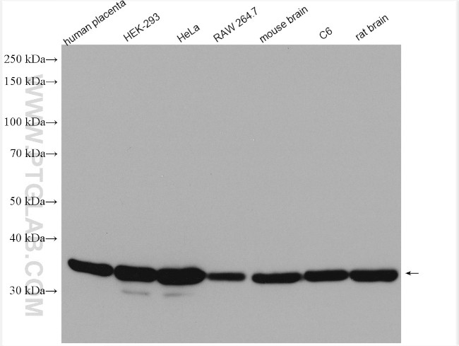 GAPDH Antibody in Western Blot (WB)