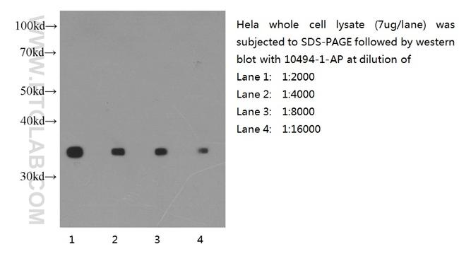 GAPDH Antibody in Western Blot (WB)