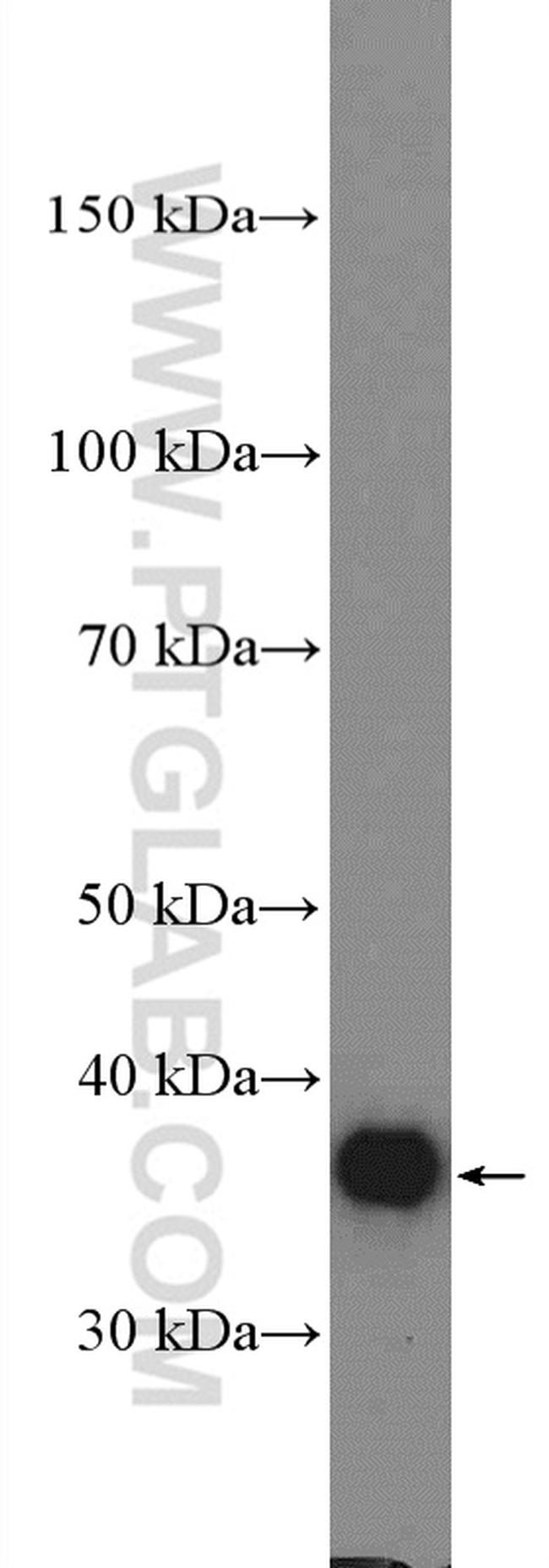 GAPDH Antibody in Western Blot (WB)